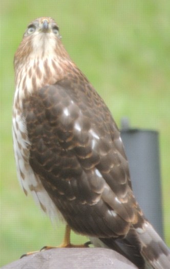 copy-of-hawk