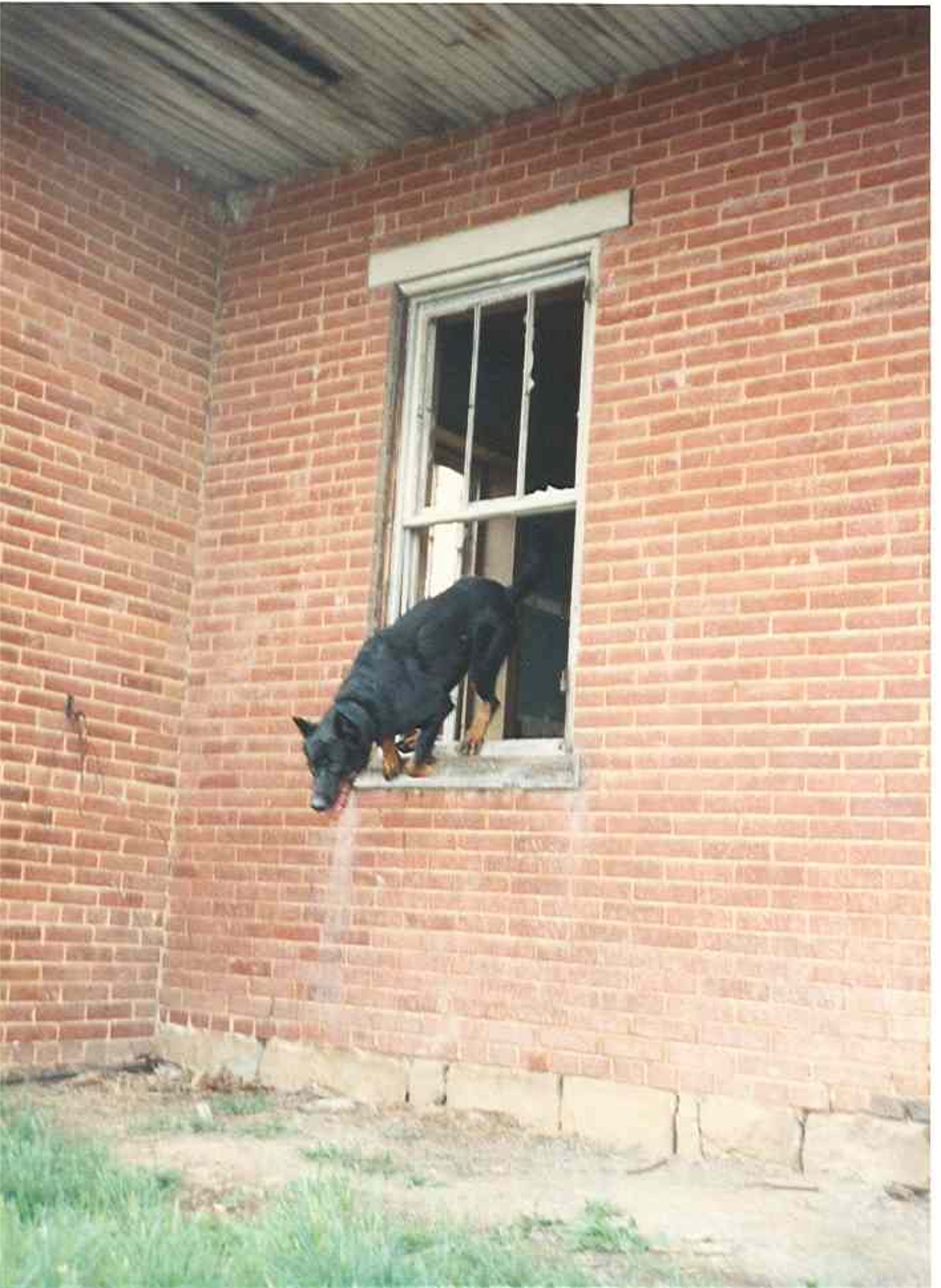 Scout SAR training window