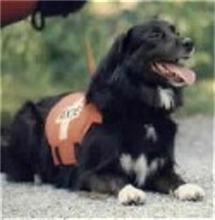 Waiting patiently to search croped (Jib a Border Collie)