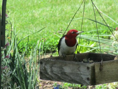 red headed woodpecker good photo
