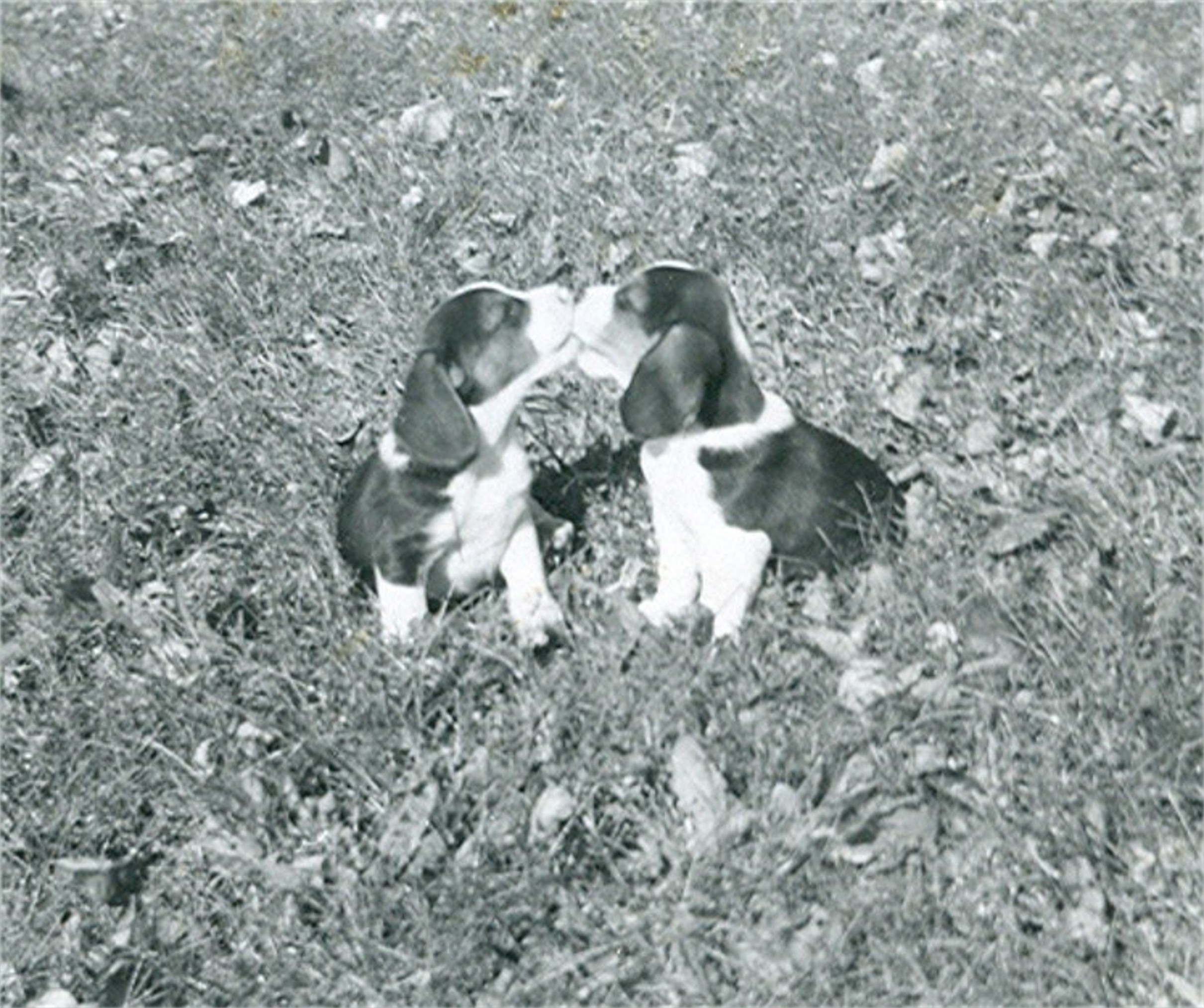 beagle pups