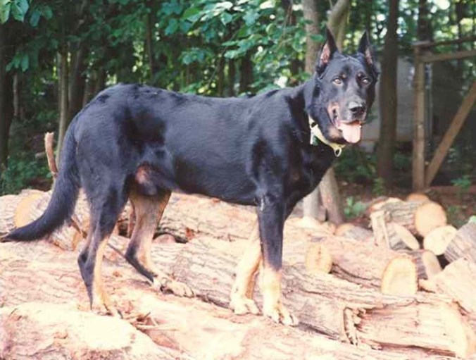 Scout SAR training wood pile